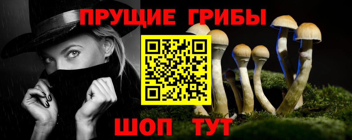 Галлюциногенные грибы Psilocybe Сальск